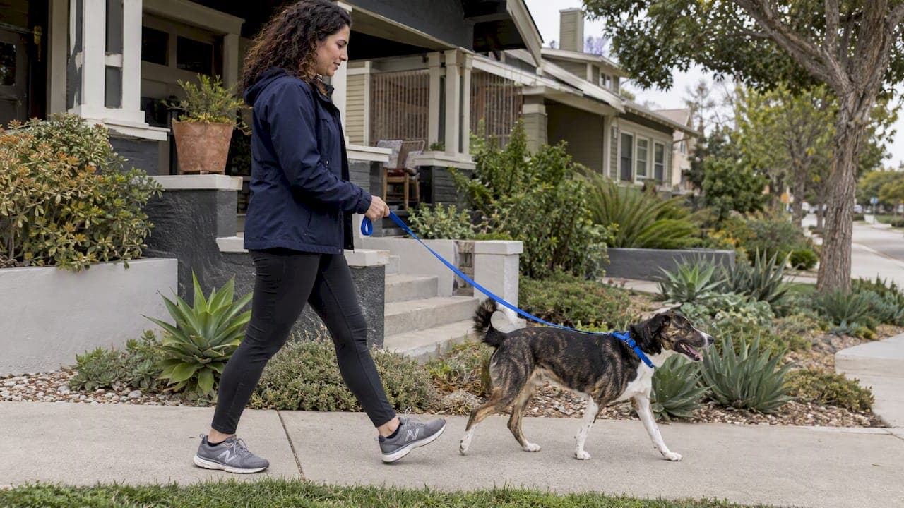 Six San Diego Neighborhoods for Dog Owners Buying a Home